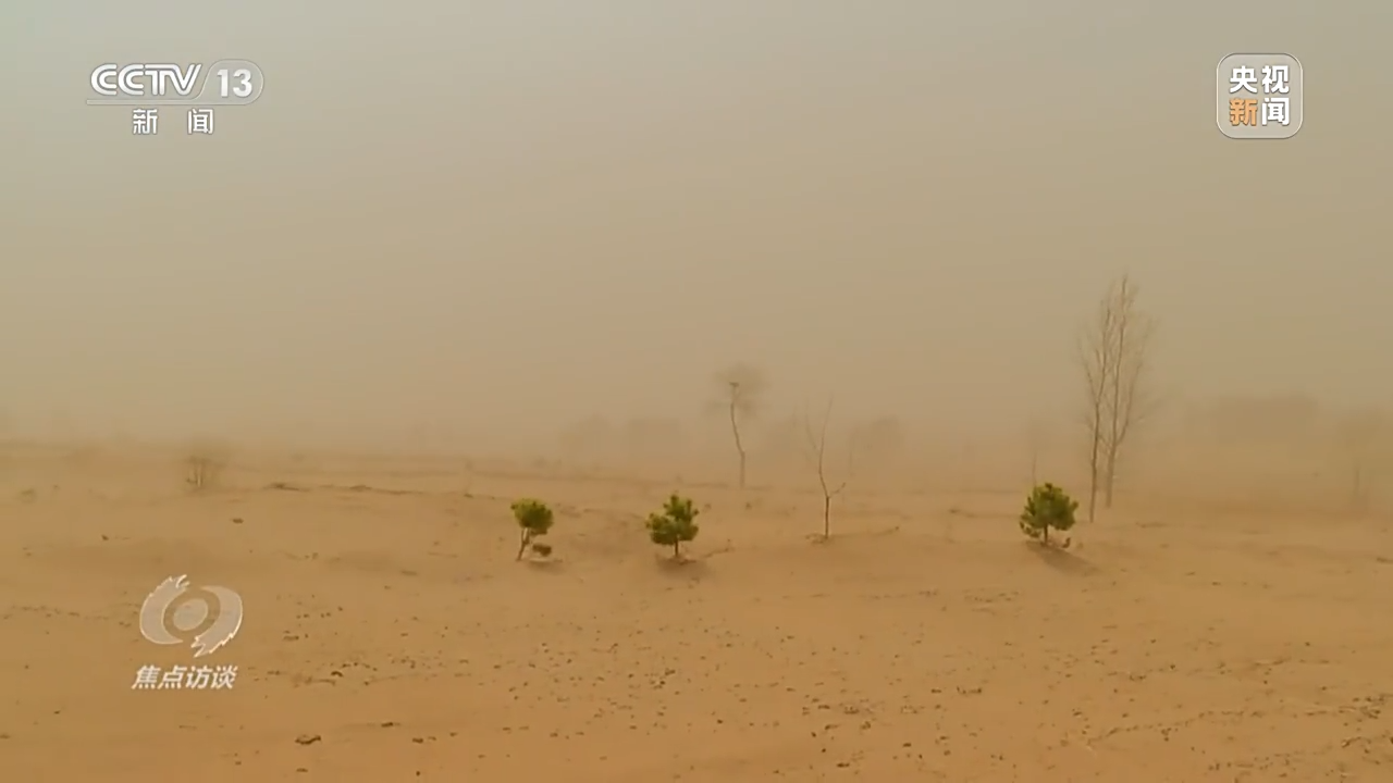 焦点访谈丨根植沙海的绿色梦