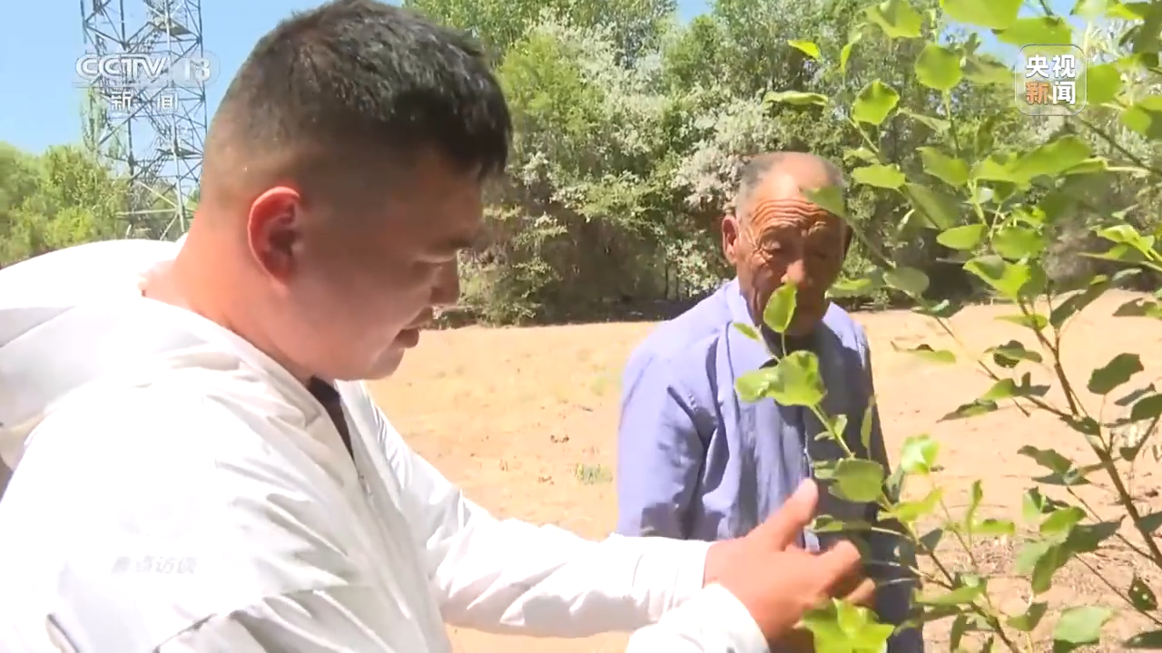 焦点访谈丨根植沙海的绿色梦