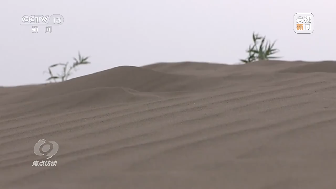 焦点访谈丨根植沙海的绿色梦