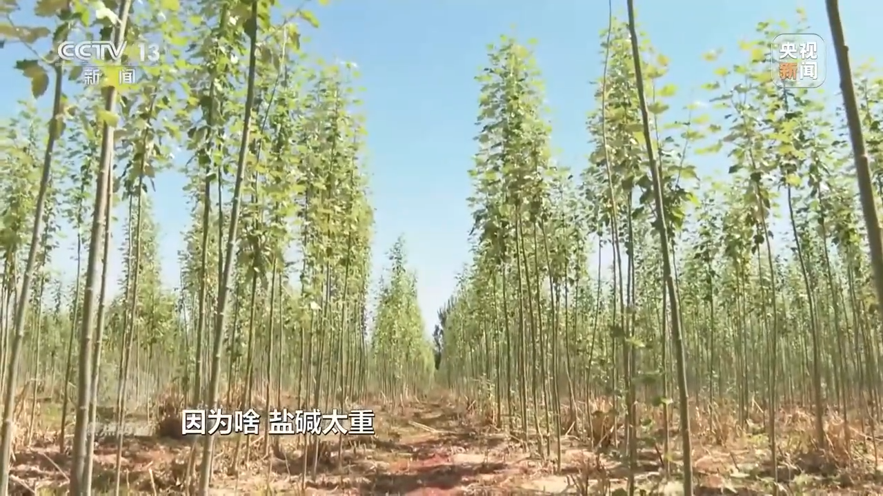 焦点访谈丨根植沙海的绿色梦