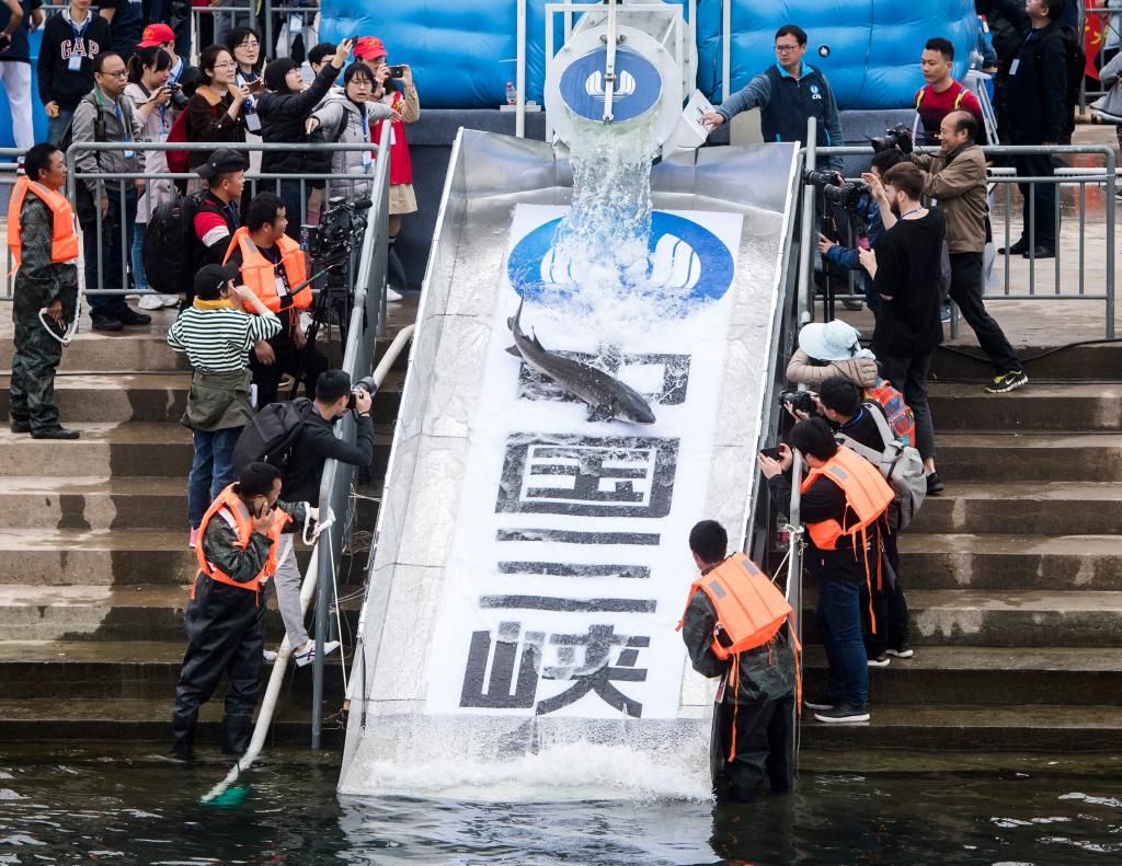 新时代中国调研行·长江篇丨因为珍稀 所以珍惜！长江“吉祥三宝” 你了解多少-