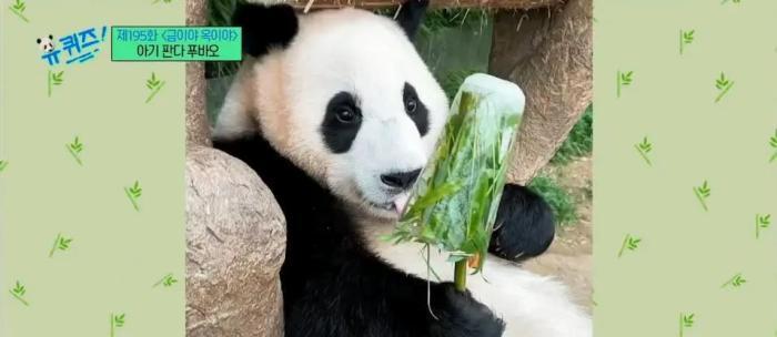 在韩国当“顶流”的中国宝贝，生日快乐！