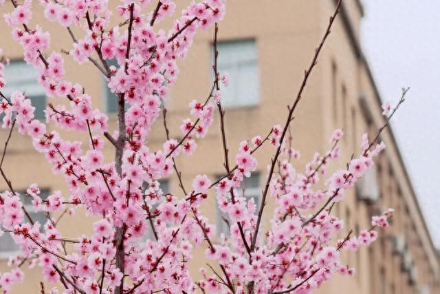 高清大图来袭！湖北“最美校花”写真曝光，个个颜值绝美！