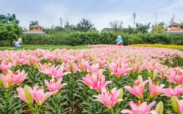 成都8大初秋赏花地，芙蓉百合纷纷盛开，快去打卡耍1天！