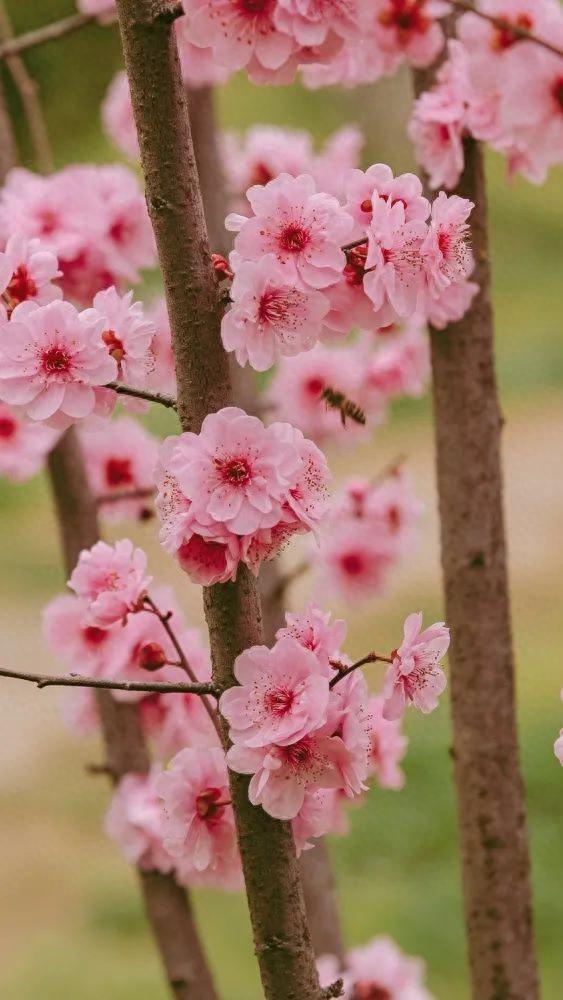 高清大图来袭！湖北“最美校花”写真曝光，个个颜值绝美！