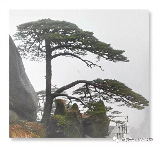 河南濮阳美女拾贝的美文美图——烟雨黄山