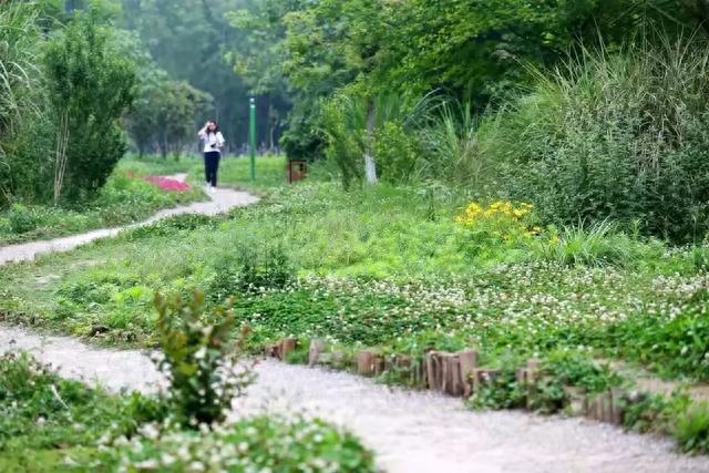 成都8大初秋赏花地，芙蓉百合纷纷盛开，快去打卡耍1天！