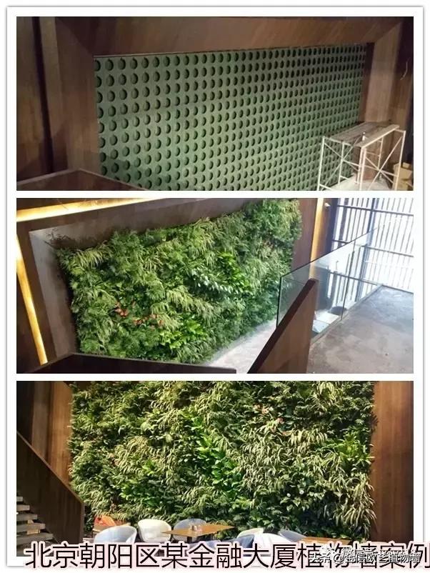 金信欧艺植物墙施工流程及工艺