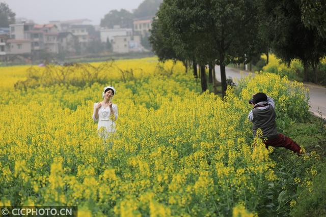 油菜花儿开，乡村旅游热