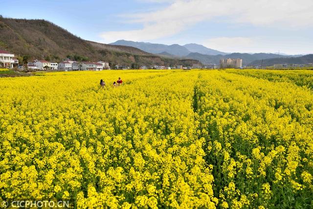 油菜花儿开，乡村旅游热