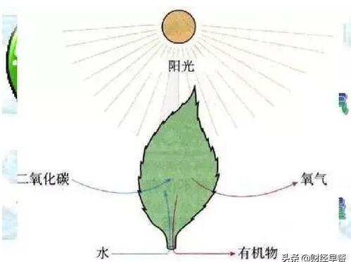 汽车加水就能行驶？新能源车市场面临大洗牌