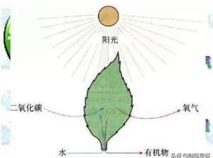 电动汽车加水(汽车加水就能行驶？新能源车市场面临大洗牌)