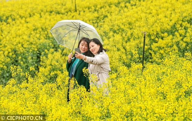 油菜花儿开，乡村旅游热