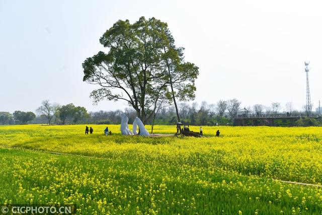 油菜花儿开，乡村旅游热