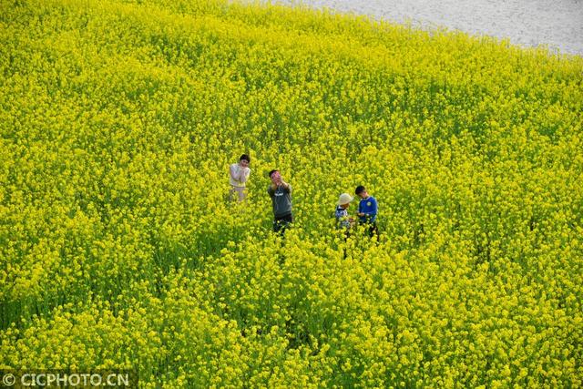 油菜花儿开，乡村旅游热