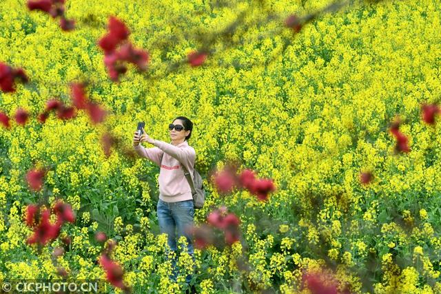 油菜花儿开，乡村旅游热