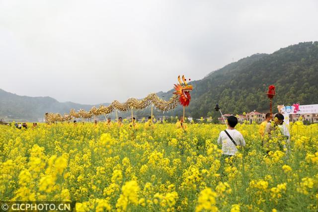 油菜花儿开，乡村旅游热