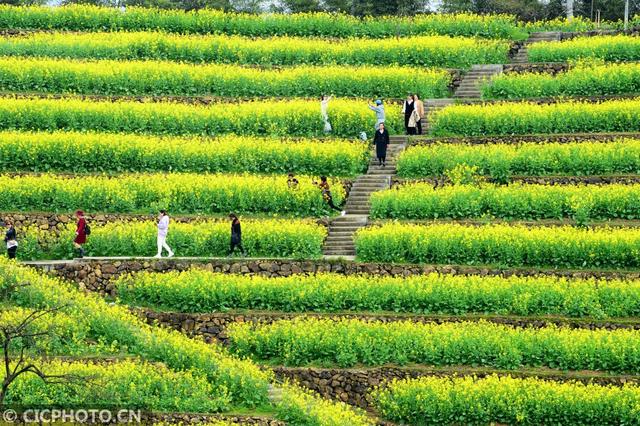 油菜花儿开，乡村旅游热